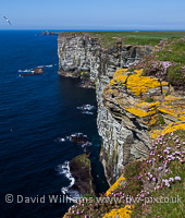 Marwick Head, Orkney.